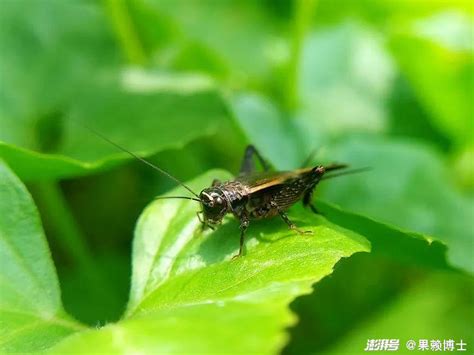 家裡有蟋蟀聲|3种方法来消灭屋内的蟋蟀